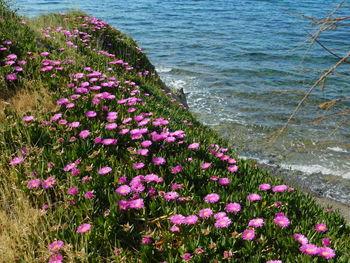 High angle view of pink flowering plants on land