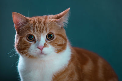 Close-up portrait of cat