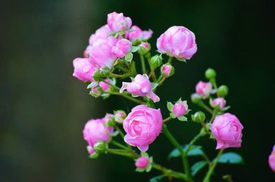 Close-up of pink flowers