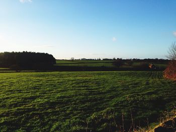 Scenic view of agricultural field against clear sky