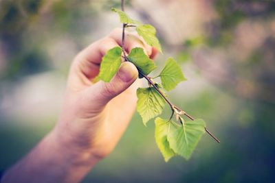 Close-up of cropped hand holding plant