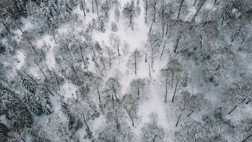 Snow covered trees in forest