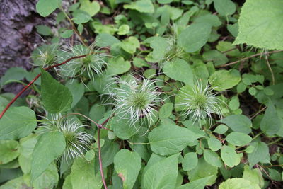 Close-up of leaves