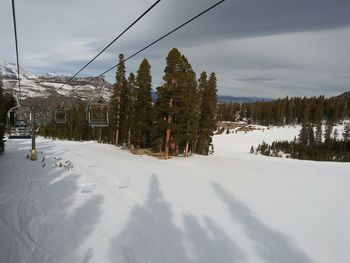 Trees on snow covered land against sky