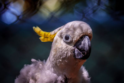 Close-up portrait of a bird