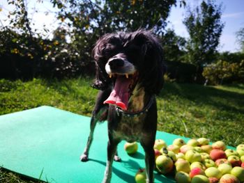 Close-up of dog on grass