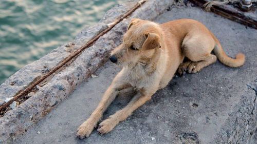 High angle view of dog resting at harbor