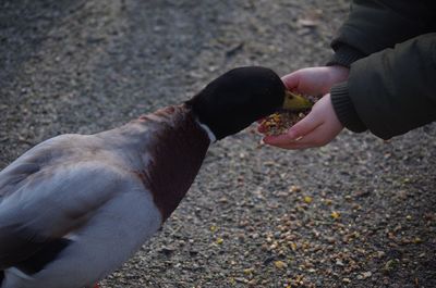 Hand feeding a mallard duck 