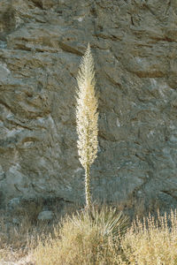 Close-up of succulent plant on rock