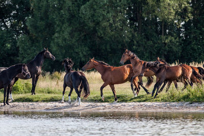 Horses on riverbank against trees