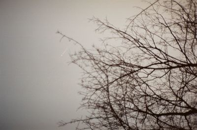 Low angle view of bare tree against sky