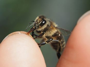 Close-up of bee on finger