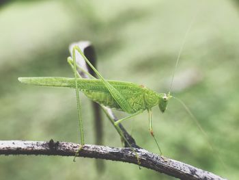 Close-up of grasshopper on plant