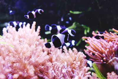 View of fish swimming in sea