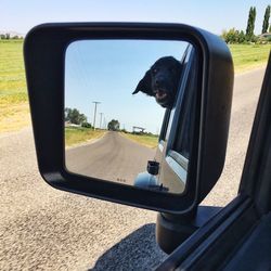 Dog reflecting on side-view mirror of car