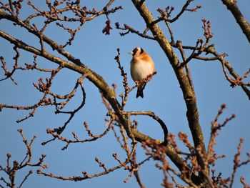 Low angle view of birds perching on branch