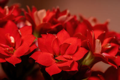 Close-up of red roses