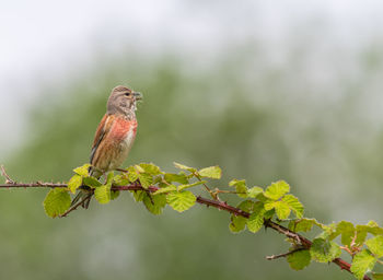 Close-up of bird perching on plant