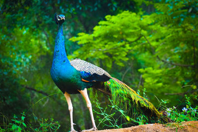 Bird perching on a rock