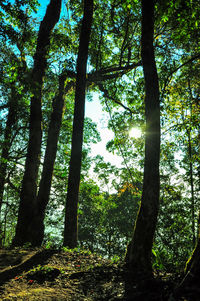 Low angle view of bamboo trees in forest