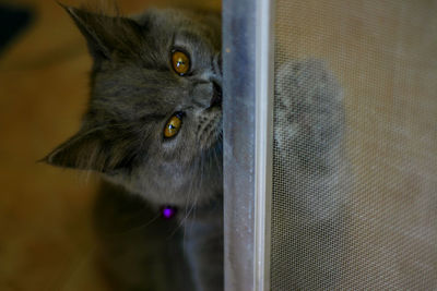 Close-up portrait of a cat