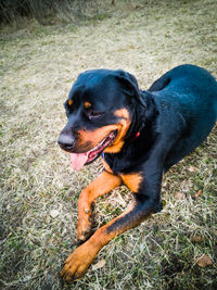 Black dog looking away on field