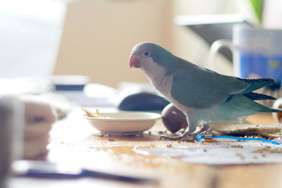 Close-up of bird eating food on table