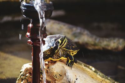 Close-up of turtle on rock