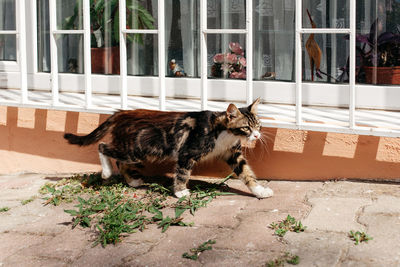 Cat on window