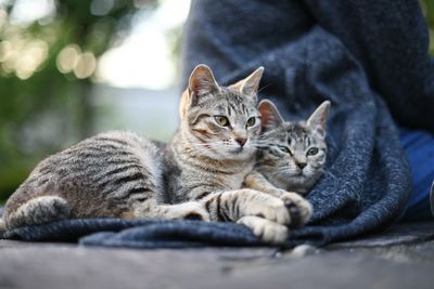 Close-up portrait of a cat resting