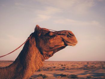 Horse standing in desert against sky