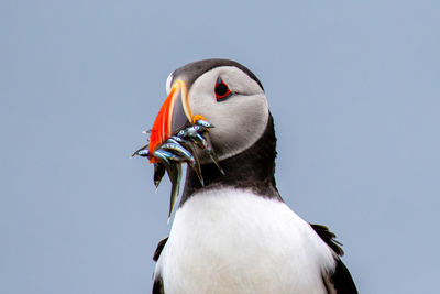 Close-up of bird