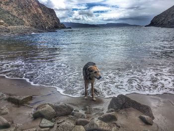 Dog on beach against sky