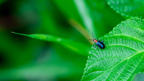 Close-up of insect on leaf