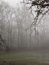 Bare trees in foggy weather