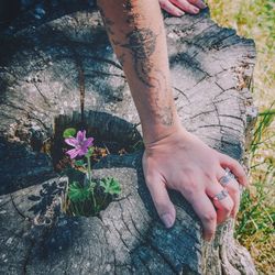 Cropped hand on tree stump