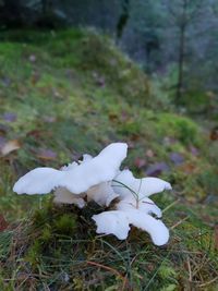 Close-up of white mushroom growing on field