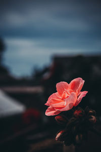 Close-up of red rose against sea