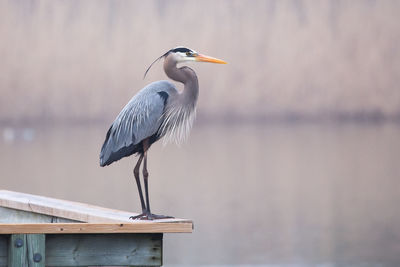 High angle view of great blue heron perching on wood against lake