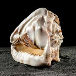 shell