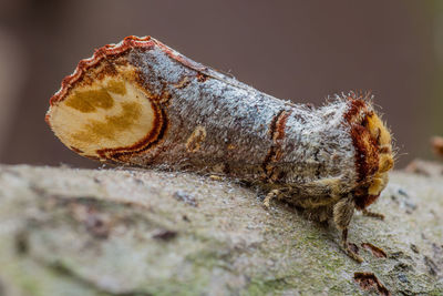 Close-up of insect on rock