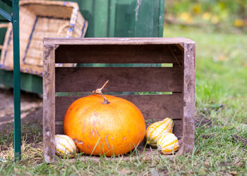 Close-up of pumpkins on field