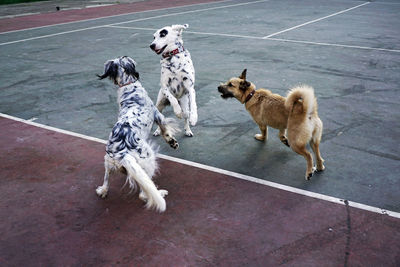 Dogs playing in the park