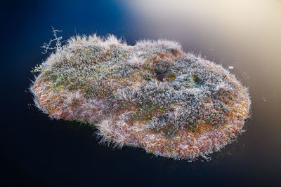 Close-up of coral in sea