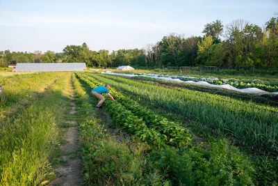 Senior man picks organic vegetables and berries in an idyllic garden rows  with greenhouse