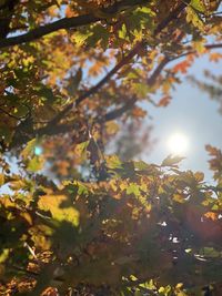 Low angle view of flowering plant against trees during autumn