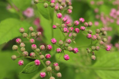 Close-up of pink flowering plant