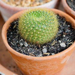 Close-up of potted cactus