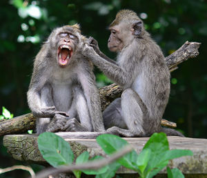 Close-up of monkeys sitting on retaining wall