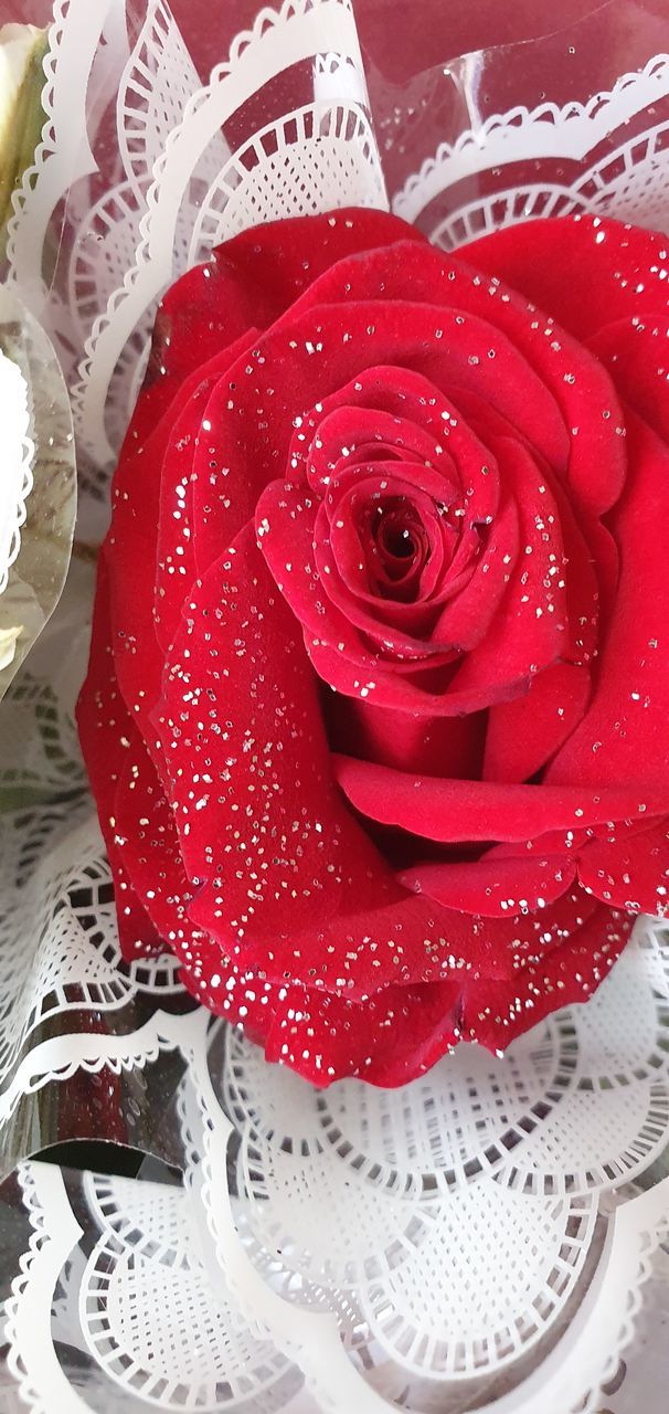 HIGH ANGLE VIEW OF RED ROSES IN CONTAINER